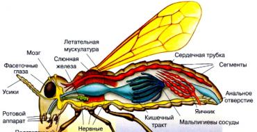 Внутреннее и внешнее строение насекомых Пищеварительная система кузнечика